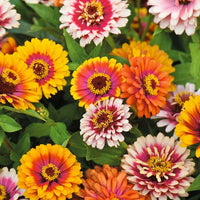 Carrousel Mix Zinnia Seeds for Colorful Garden Displays