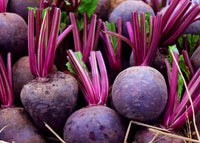 Young Purple Beet seedlings ready for transplant