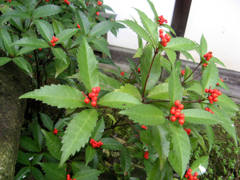 Sarcandra Glabra Flower seeds for Planting Cut Flower Favorite Heirloom & GMO Free Seeds for Home Garden