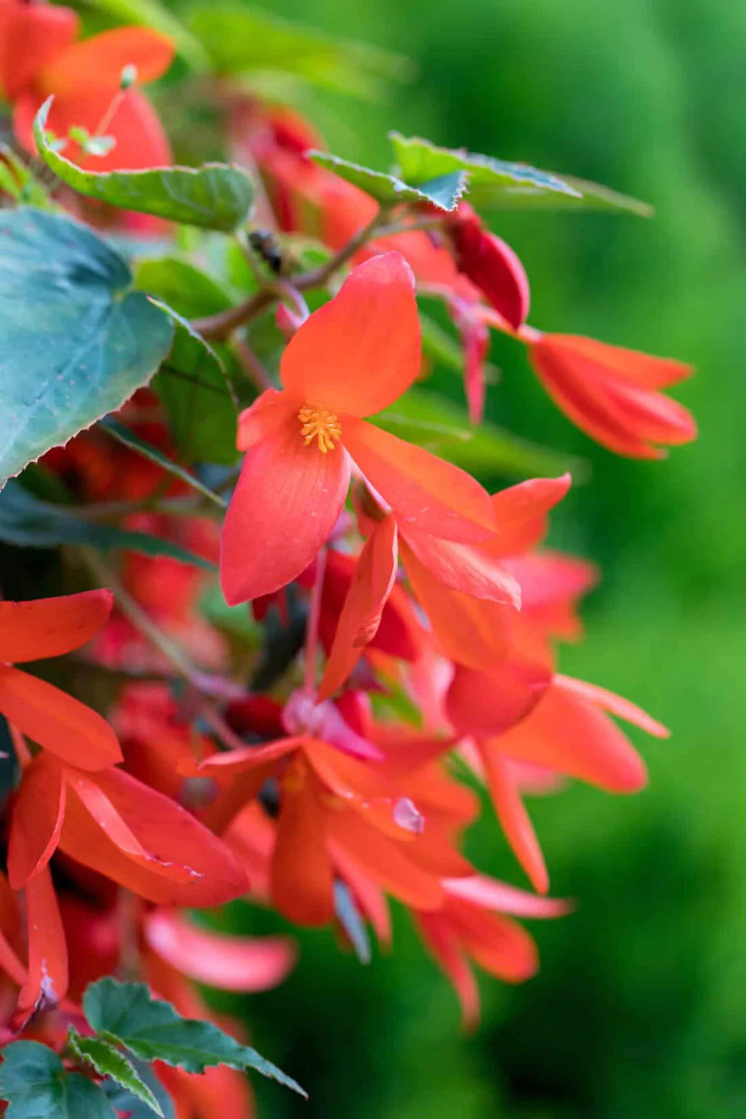 Boliviensis Flower seeds for Planting Cut Flower Favorite Heirloom & GMO Free Seeds for Home Garden