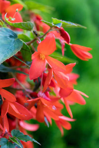 Boliviensis Flower seeds for Planting Cut Flower Favorite Heirloom & GMO Free Seeds for Home Garden