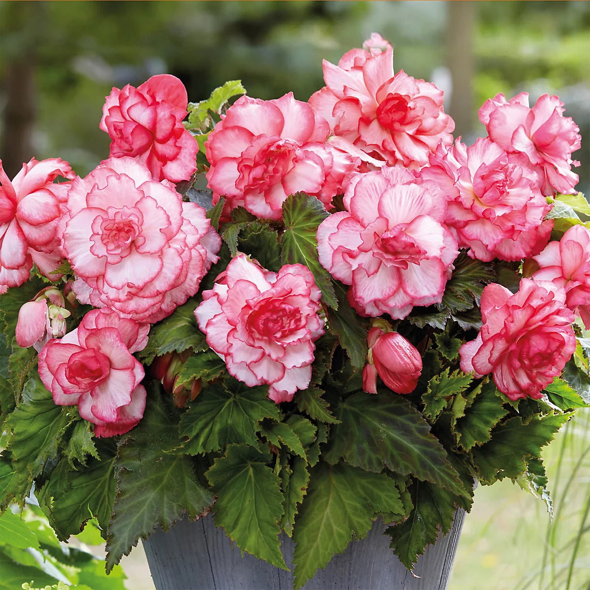 Pink White Begonia Flower seeds for Planting - Wildflower Mix, Heirloom & GMO Free Seeds for Home Garden