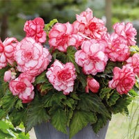 Pink White Begonia Flower seeds for Planting - Wildflower Mix, Heirloom & GMO Free Seeds for Home Garden