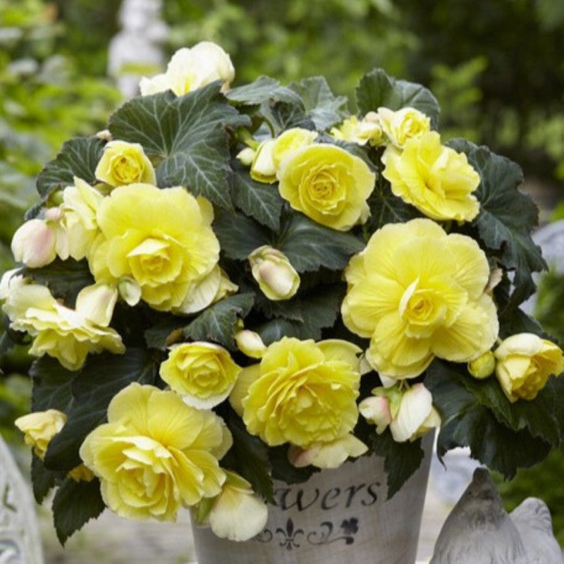 Plant Light Yellow Begonia Flower Seeds  Perfect for Your Garden