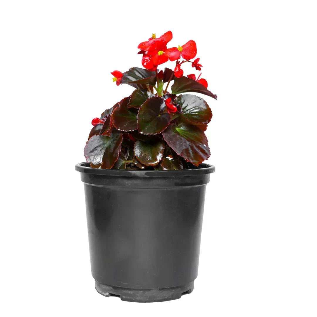 Begonia Plants Blooming in Hanging Baskets