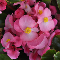 Light Pink Begonia Flower seeds for Planting - Easy to Grow, Heirloom & GMO Free Seeds for Home Garden
