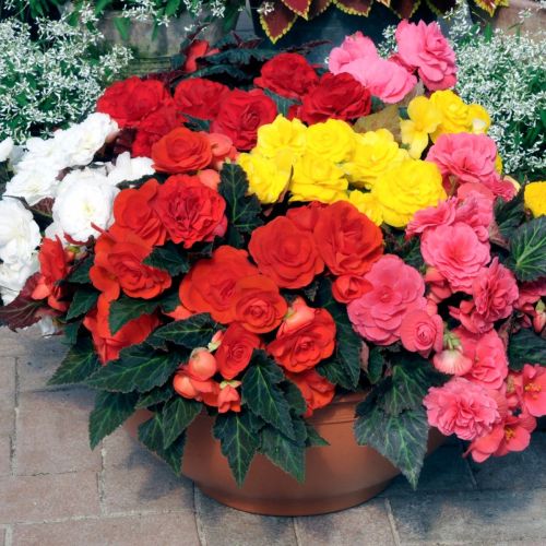 Mixed Begonia Tuberosa Flower seeds for Planting - Perfect for Borders, Heirloom & GMO Free Seeds for Home Garden