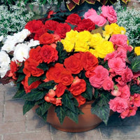 Mixed Begonia Tuberosa Flower seeds for Planting - Perfect for Borders, Heirloom & GMO Free Seeds for Home Garden