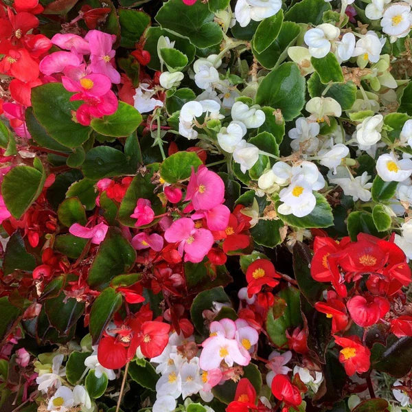 Begonia Semi di Fiore Misti Flower Seeds for Perennial Gardens