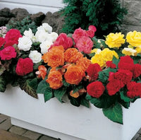 Begonia Mixed Seeds for Planting  Colorful Annual Flowers