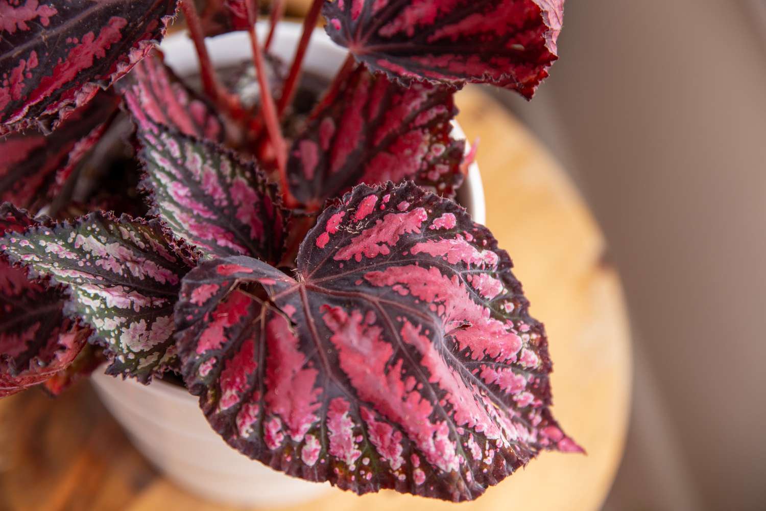 Hardy Begonia Rex in Shaded Garden