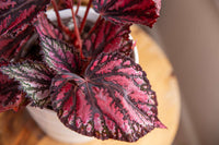 Hardy Begonia Rex in Shaded Garden