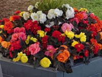 Mixed Begonia Tuberosa Flower seeds for Planting - Perfect for Borders, Heirloom & GMO Free Seeds for Home Garden