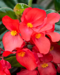 Painted Begonia Flower seeds for Planting - Premium Quality, Heirloom & GMO Free Seeds for Home Garden
