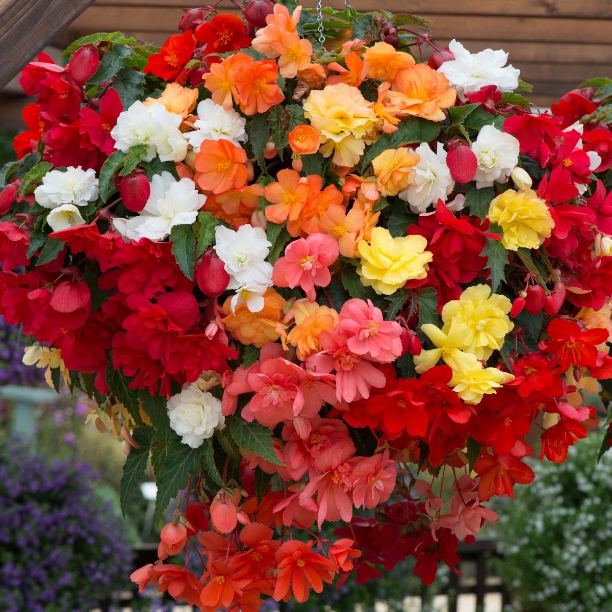 Mixed Begonia Flower seeds for Planting - Long Bloom Season, Heirloom & GMO Free Seeds for Home Garden