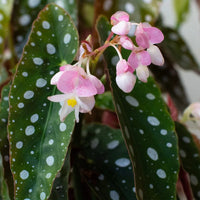 Begonia Maculata Flower seeds for Planting Easy to Grow Heirloom & GMO Free Seeds for Home Garden