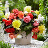 Mixed Begonia Tuberosa Flower seeds for Planting - Perfect for Borders, Heirloom & GMO Free Seeds for Home Garden