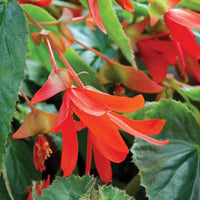 Buy Begonia Boliviensis Seeds for Planting  Vibrant Biennials for All Seasons