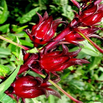 Belchanda Tengamora seeds for home garden planting