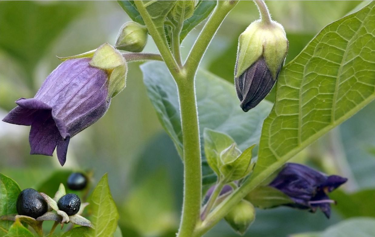 Black Belladonna Flower seeds for Planting - Wildflower Mix, Heirloom & GMO Free Seeds for Home Garden