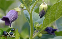 Black Belladonna Flower seeds for Planting - Wildflower Mix, Heirloom & GMO Free Seeds for Home Garden