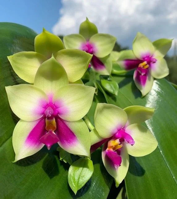 Green Phalaenopsis Orchid Flower seeds for Planting Easy to Grow Heirloom & GMO Free Seeds for Home Garden 
 
 Sale