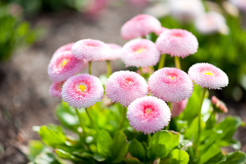 Pink Bellis Flower seeds for Planting Premium Quality Heirloom & GMO Free Seeds for Home Garden
 
 Sale