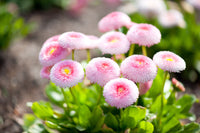 Pink Bellis Flower seeds for Planting Premium Quality Heirloom & GMO Free Seeds for Home Garden
 
 Sale