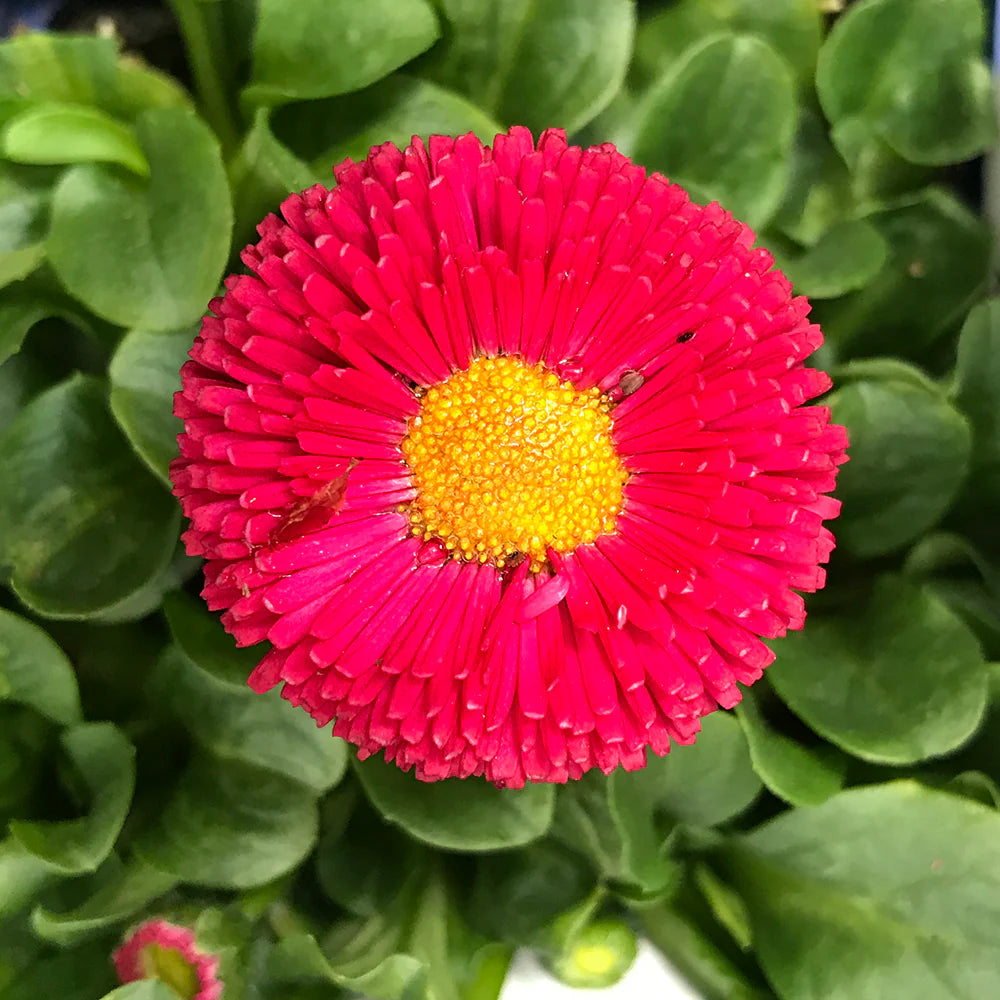 Red Perennis Flower seeds for Planting - Low Maintenance, Heirloom & GMO Free Seeds for Home Garden