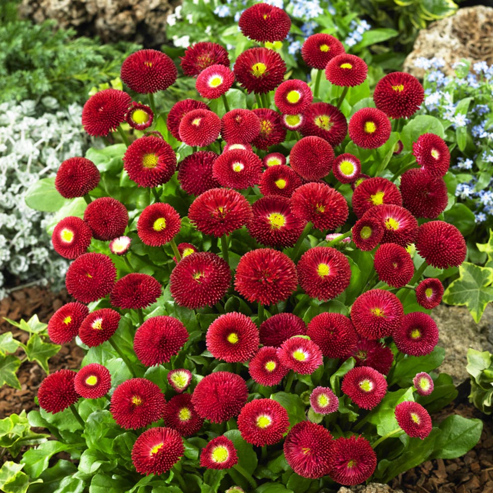 Red Yellow Bellis Flower seeds for Planting Colorful Display Heirloom & GMO Free Seeds for Home Garden
 
 Sale