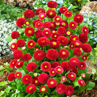 Red Yellow Bellis Flower seeds for Planting Colorful Display Heirloom & GMO Free Seeds for Home Garden
 
 Sale