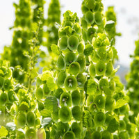 Moluccella laevis Bells Of Ireland Flower seeds for Planting Garden Favorite Heirloom & GMO Free Seeds for Home Garden 
 
 Sale