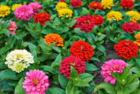 California Giant Zinnia Seeds for Huge, Colorful Zinnia Blooms