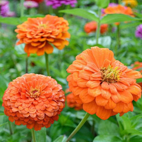 Orange Zinnia Seeds  Garden Essentials for Colorful Blooms
