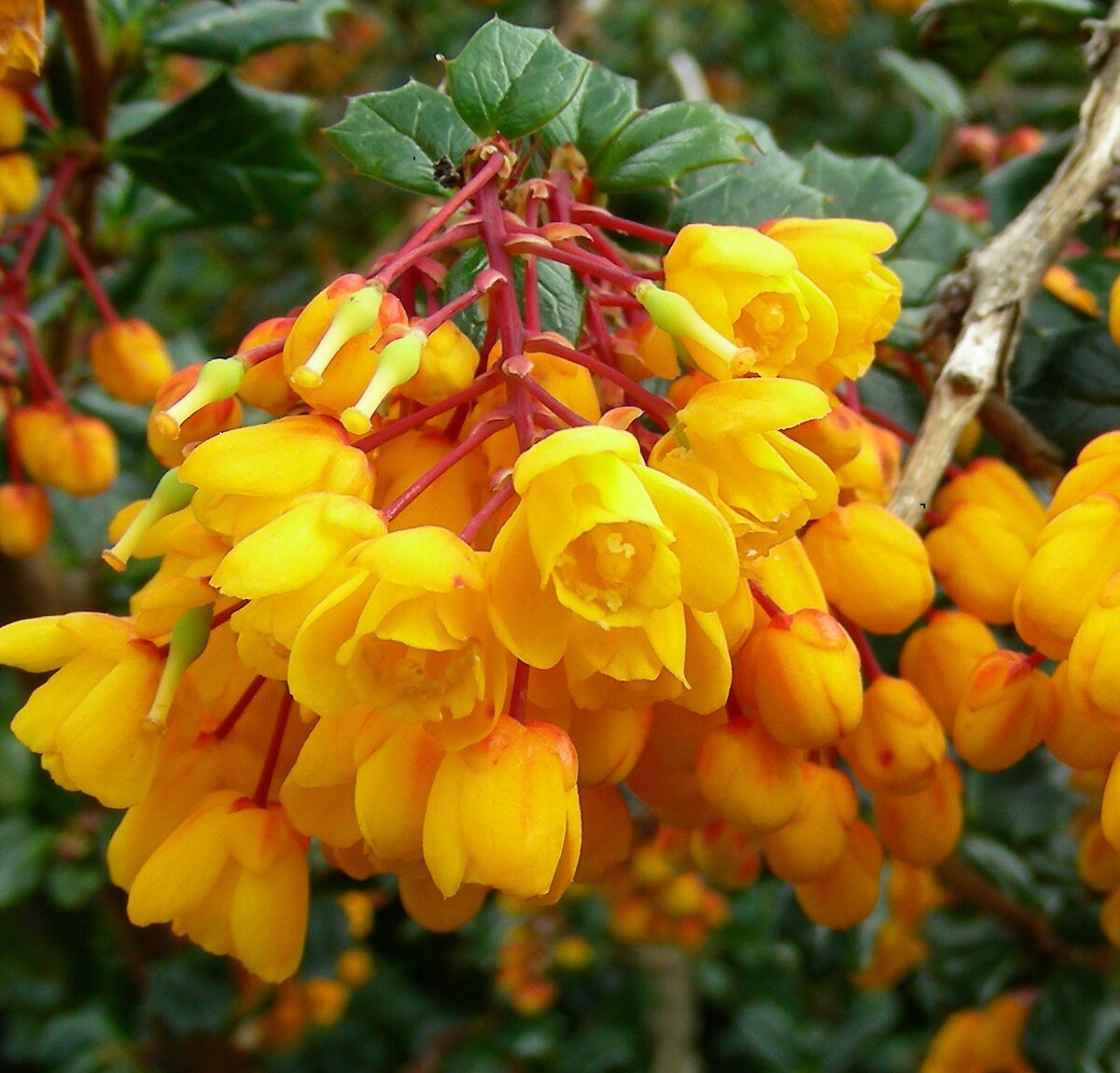Yellow Darwinii Flower seeds for Planting - Wildflower Mix, Heirloom & GMO Free Seeds for Home Garden