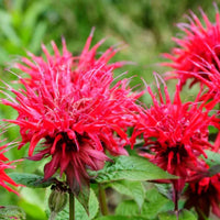 Mondarda Didyma Flower seeds for Planting Garden Favorite Heirloom & GMO Free Seeds for Home Garden