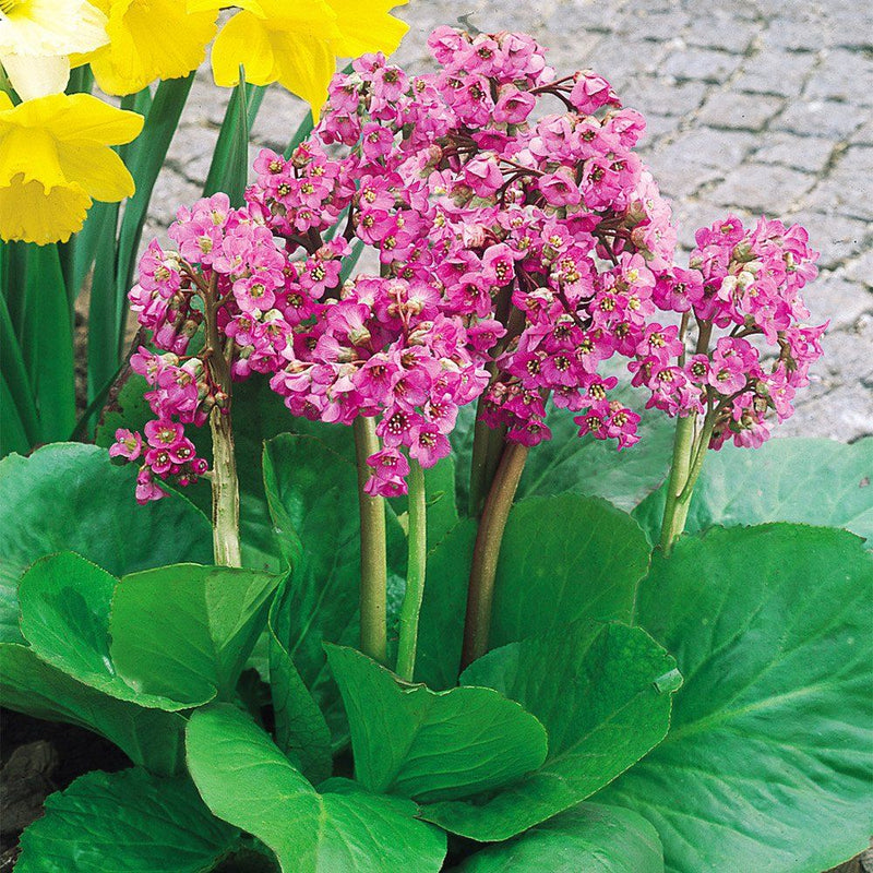 Bergenia Flower seeds for Planting - Wildflower Mix, Heirloom & GMO Free Seeds for Home Garden