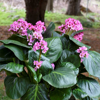 Pink Bergenia Flower seeds for Planting - Shade Tolerant, Heirloom & GMO Free Seeds for Home Garden