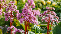 Mixed Bergenia Flower seeds for Planting - Hardy Variety, Heirloom & GMO Free Seeds for Home Garden