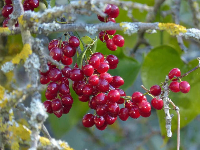 Sarsaparilla Nostrana Fruit Planting Seeds - Grow Delicious Fruit at Home
