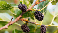 Wild berry seed germination and planting guide