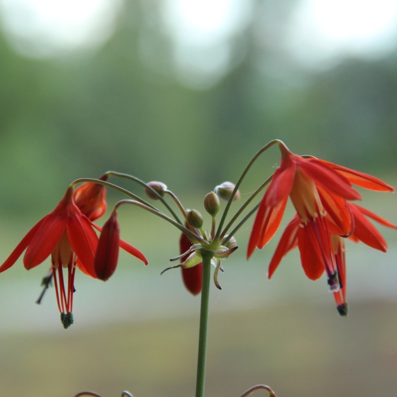 Orange Coral Drops Flower seeds for Planting - Vibrant Colors, Heirloom & GMO Free Seeds for Home Garden