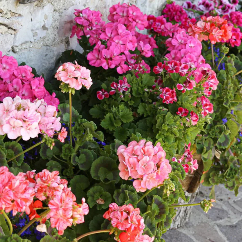 Geranium Pelargonium Flower seeds for Planting Sun Loving Heirloom & GMO Free Seeds for Home Garden