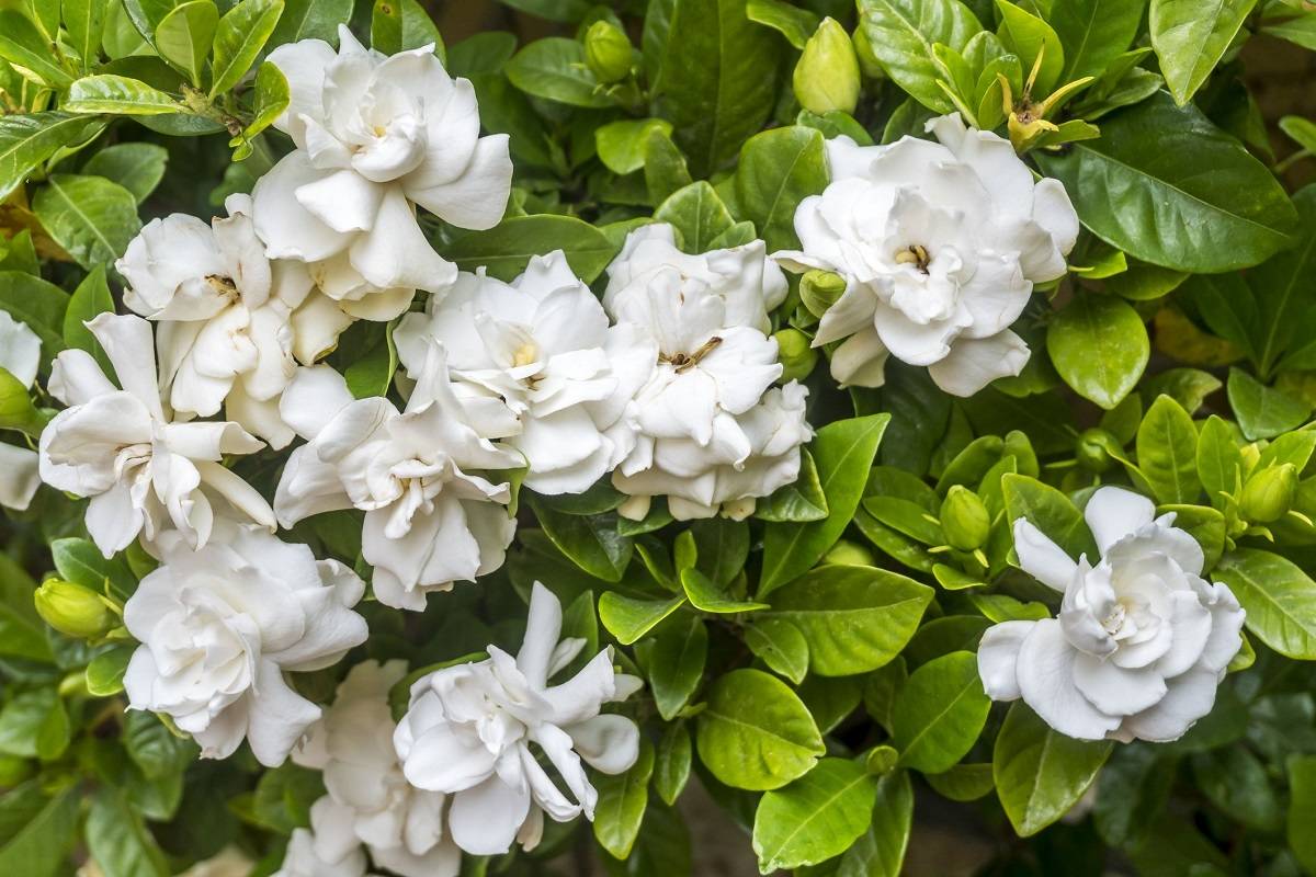 White Night Scented AufFlowerssamen Seeds for Fragrant White Blooms