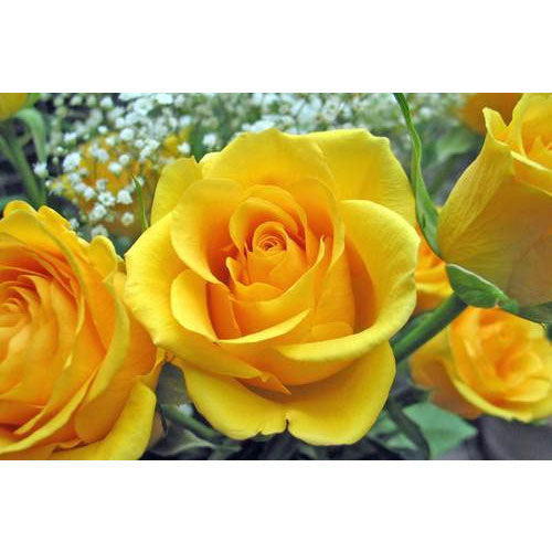 Heirloom Lemon Yellow Osiria Rose Flower Seeds for Planting Pollinator Friendly Heirloom & GMO Free Seeds for Home Garden 
 
 Sale