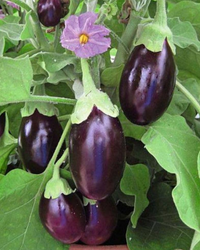 Eggplant Sweet Fruit Flavor , Vegetable Seeds for Planting - Add Exotic Charm to Your Garden