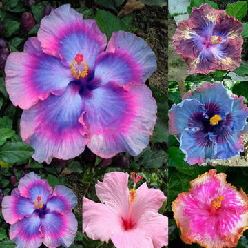 Hibiscus (Hibiscus Flower) seeds for planting in home garden