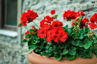 Red Pelargonium Flower Seeds for Planting Shade Tolerant Heirloom & GMO Free Seeds for Home Garden
 
 Sale