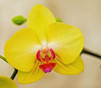 Butterfly Orchids Flower Seeds Yellow Planting