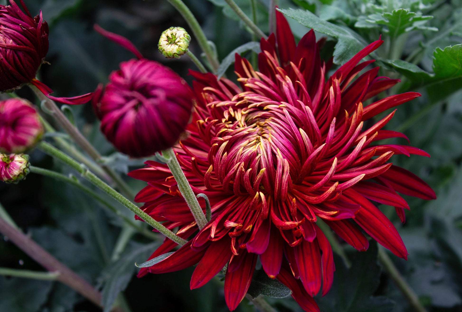 Chrysanthemum Perennial Flower seeds for Planting Shade Tolerant Heirloom & GMO Free Seeds for Home Garden 
 
 Sale
